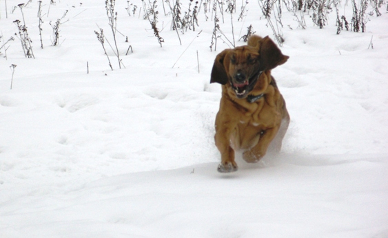 Бладхаунд, бегущий по снегу
